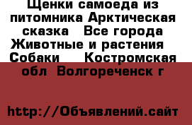Щенки самоеда из питомника Арктическая сказка - Все города Животные и растения » Собаки   . Костромская обл.,Волгореченск г.